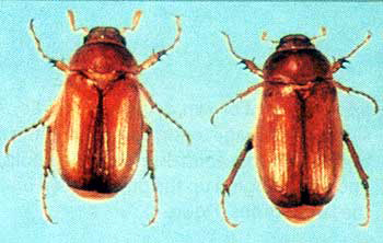European Chafer